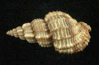 藏品(蟹螯織紋螺)的圖片